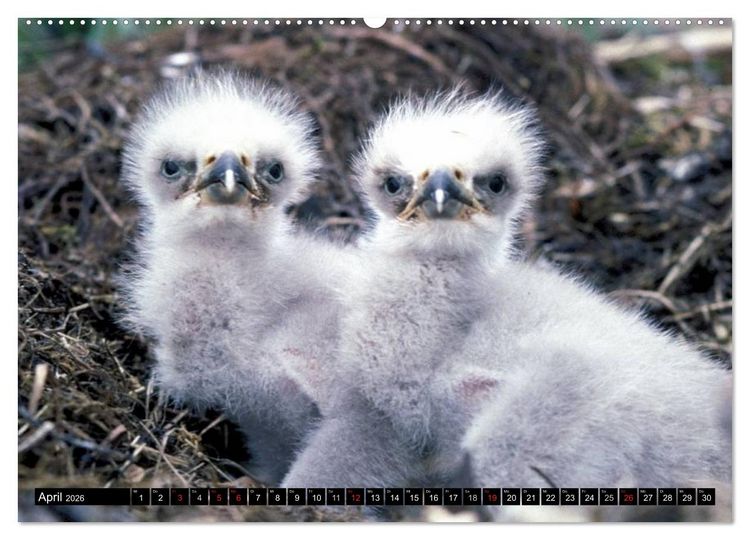 Produktbild: Wei&szlig;kopfseeadler. Symbol der Freiheit (hochwertiger Premium Wandkalender 2026 DIN A2 quer), Kunstdruck in Hochglanz