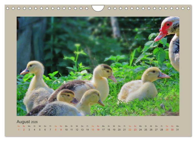 Produktbild: Wer schnattert und gackert denn da? - K&uuml;ken-Edition (Wandkalender 2026 DIN A4 quer), CALVENDO Monatskalender