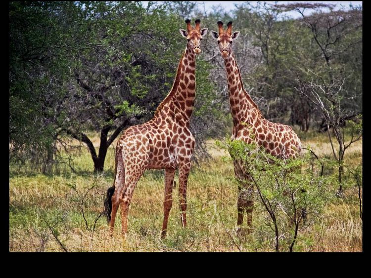 Produktbild: CALVENDO Puzzle Giraffen | 1000 Teile Lege-Gr&ouml;&szlig;e 64x48cm Foto-Puzzle f&uuml;r gl&uuml;ckliche Stunden
