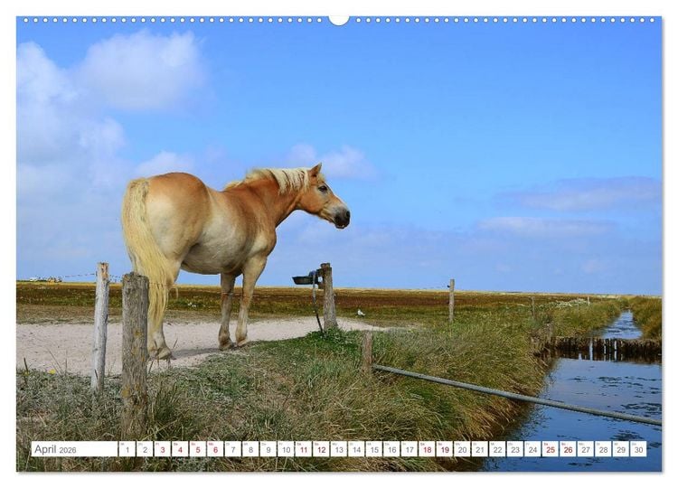 Produktbild: Sommertage auf Hallig Hooge (hochwertiger Premium Wandkalender 2026 DIN A2 quer), Kunstdruck in Hochglanz