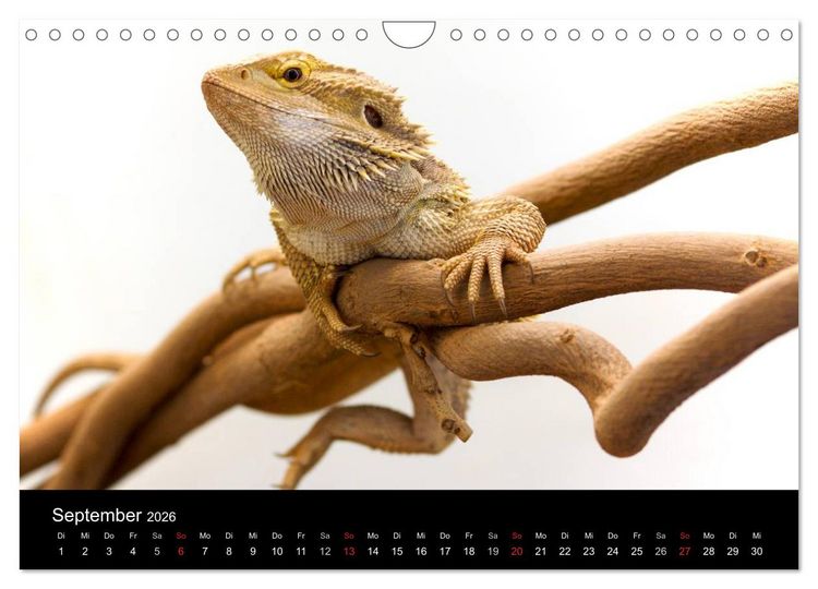 Produktbild: Reptilien & Co. (Wandkalender 2026 DIN A4 quer), CALVENDO Monatskalender