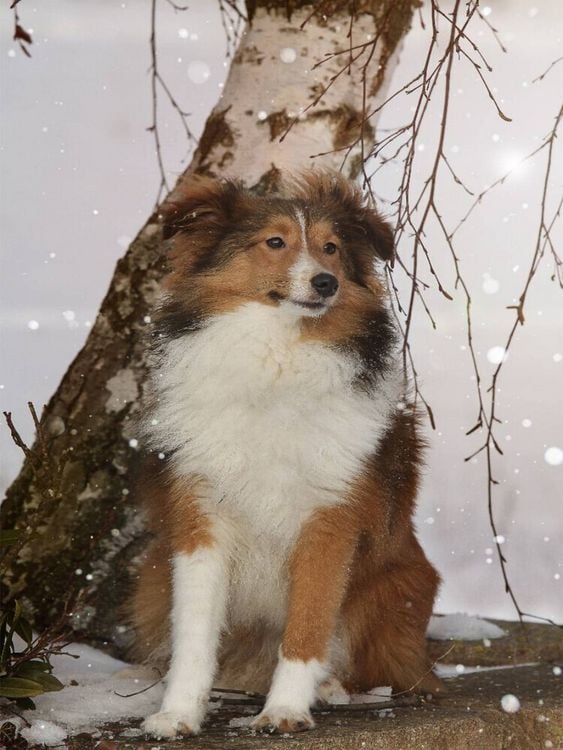 Produktbild: CALVENDO Puzzle Ein Motiv aus dem Kalender Mit Shelties durchs Jahr | 1000 Teile Lege-Gr&ouml;&szlig;e 64x48cm Foto-Puzzle f&uuml;r gl&uuml;ckliche Stunden