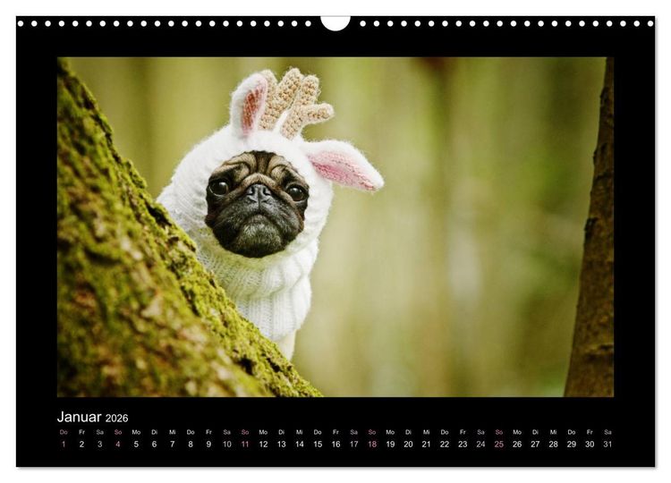 Produktbild: Der Feldfurchen-Mops (Wandkalender 2026 DIN A3 quer), CALVENDO Monatskalender