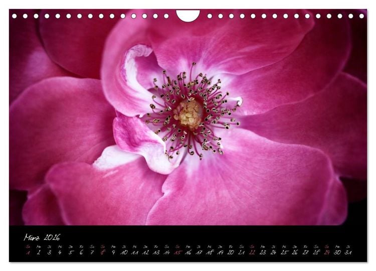 Produktbild: Floral Portraits - Blumen Impression (Wandkalender 2026 DIN A4 quer), CALVENDO Monatskalender