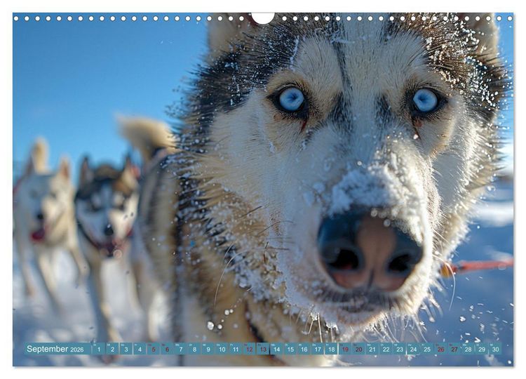 Produktbild: Schlittenhund Tr&auml;ume (Wandkalender 2026 DIN A3 quer), CALVENDO Monatskalender