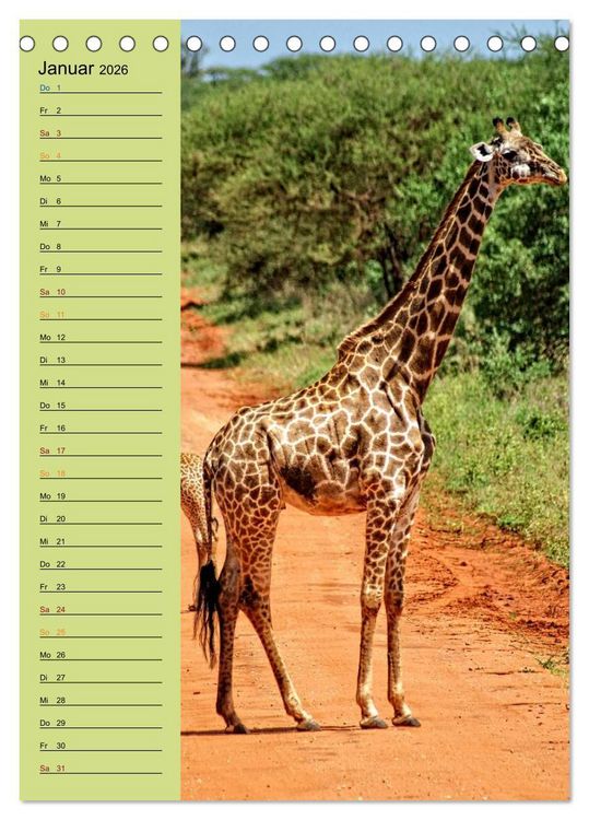 Produktbild: Giraffen. Voller Stolz und Grazie (Tischkalender 2026 DIN A5 hoch), CALVENDO Monatskalender