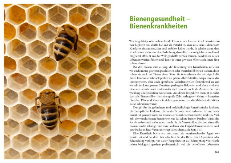 Produktbild: Imkern mit der Einraumbeute