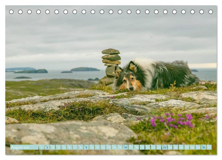 Produktbild: Highland-Collies - Auf vier Pfoten durch Schottland und Irland (Tischkalender 2026 DIN A5 quer), CALVENDO Monatskalender
