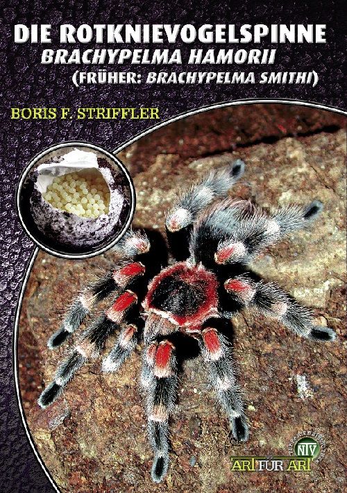 Produktbild: Die Rotknievogelspinne