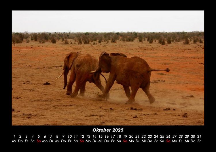 Produktbild: Elefanten 2025 Fotokalender DIN A3