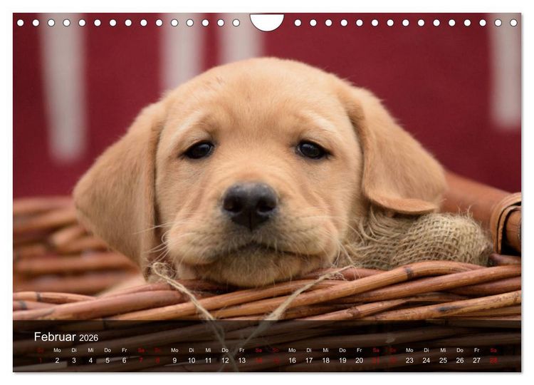 Produktbild: Labrador Retriever Welpen (Wandkalender 2026 DIN A4 quer), CALVENDO Monatskalender