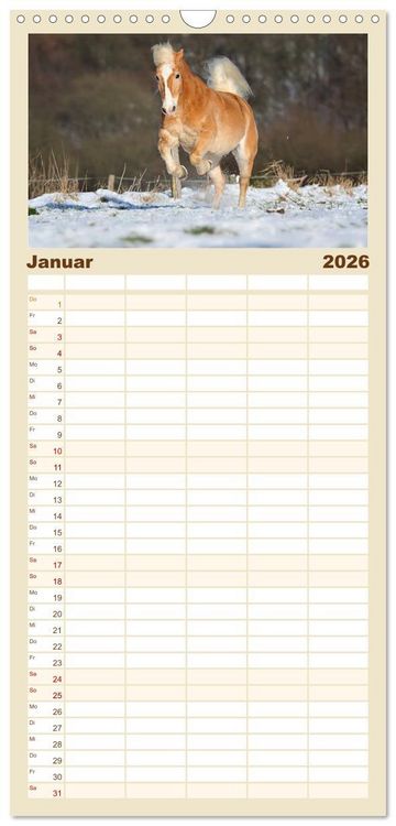 Produktbild: Familienplaner 2026 - Haflinger mit 5 Spalten (Wandkalender, 21 x 45 cm) CALVENDO