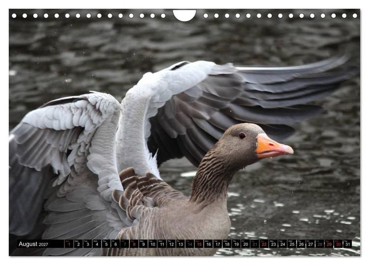 Produktbild: Lovely Water Birds (Wall Calendar 2027 DIN A4 landscape), CALVENDO 12 Month Wall Calendar