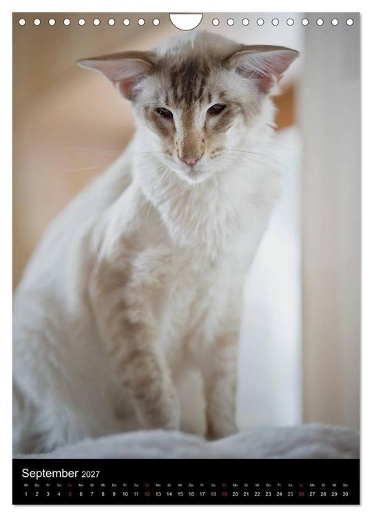 Produktbild: Orientalische Katzen 2027 (Wandkalender 2027 DIN A4 hoch), CALVENDO Monatskalender