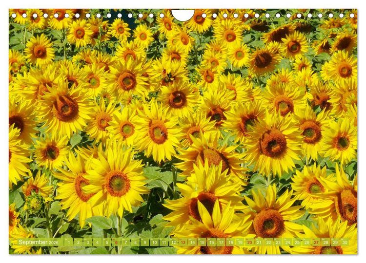 Produktbild: Sonnenblumenwelt (Wandkalender 2026 DIN A4 quer), CALVENDO Monatskalender
