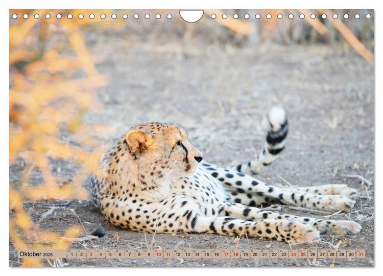 Produktbild: Geparden - schnelle J&auml;ger (Wandkalender 2026 DIN A4 quer), CALVENDO Monatskalender