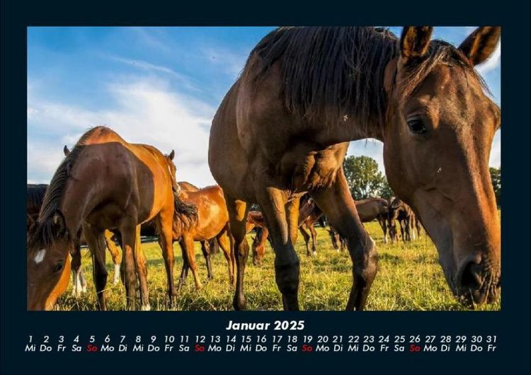 Produktbild: Tiere auf dem Bauernhof 2025 Fotokalender DIN A4