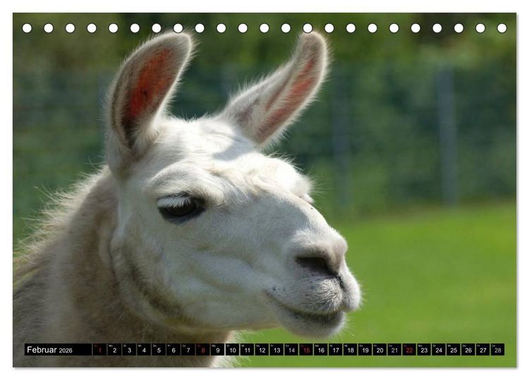 Produktbild: Lama und Alpaka (Tischkalender 2026 DIN A5 quer), CALVENDO Monatskalender