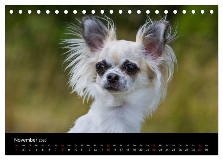 Produktbild: Chihuahua - Kleine Hunde ganz gro&szlig; (Tischkalender 2026 DIN A5 quer), CALVENDO Monatskalender