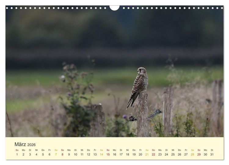 Produktbild: Im Revier der Falken (Wandkalender 2026 DIN A3 quer), CALVENDO Monatskalender