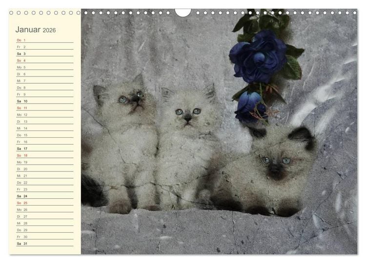 Produktbild: Oma's Katzenkalender 2026 (Wandkalender 2026 DIN A3 quer), CALVENDO Monatskalender