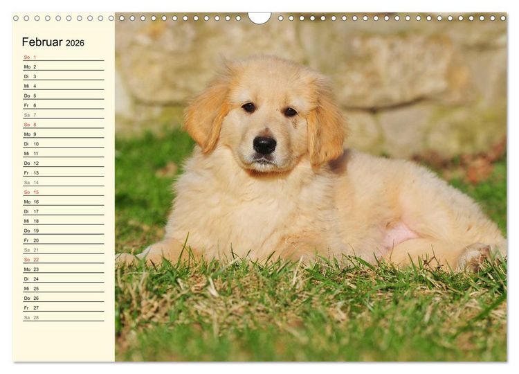 Produktbild: Mein bester Freund - Der Hovawart (Wandkalender 2026 DIN A3 quer), CALVENDO Monatskalender