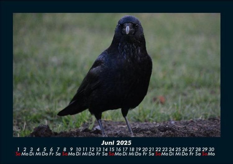 Produktbild: Vogelparadies 2025 Fotokalender DIN A5
