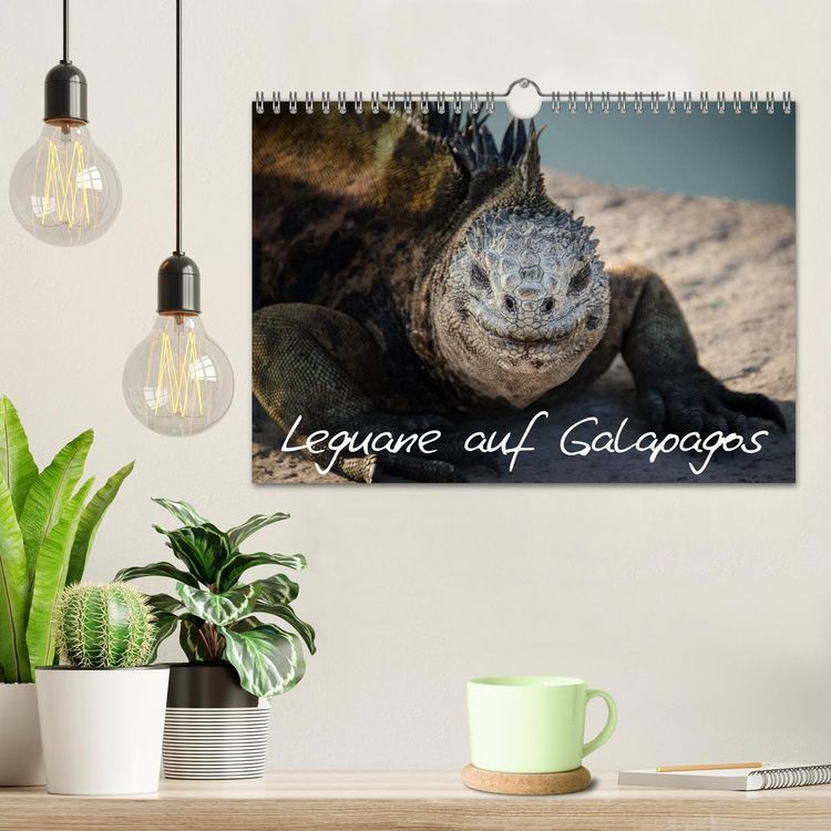 Produktbild: Leguane auf Galapagos (Wandkalender 2026 DIN A4 quer), CALVENDO Monatskalender
