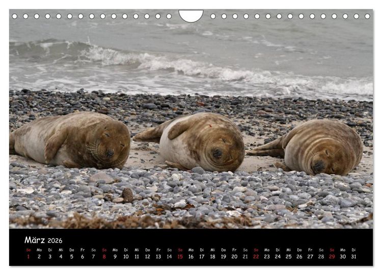 Produktbild: Kegelrobben und Seehunde (Wandkalender 2026 DIN A4 quer), CALVENDO Monatskalender