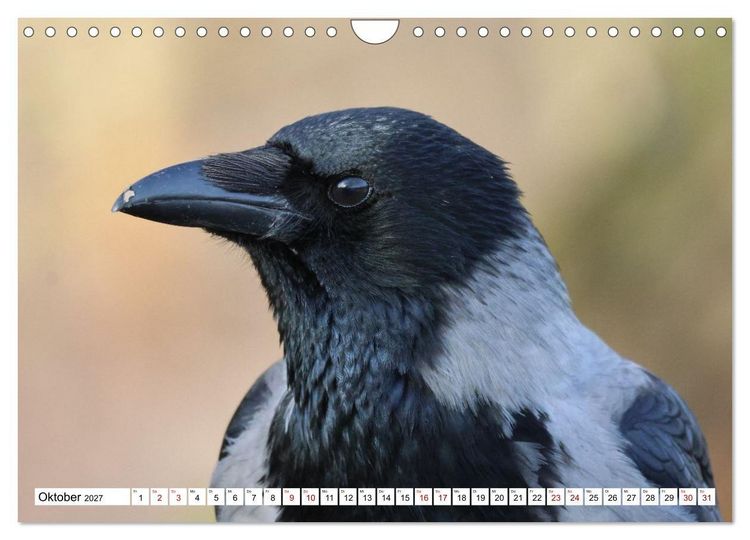 Produktbild: Im Auge der Kr&auml;he (Wandkalender 2027 DIN A4 quer), CALVENDO Monatskalender