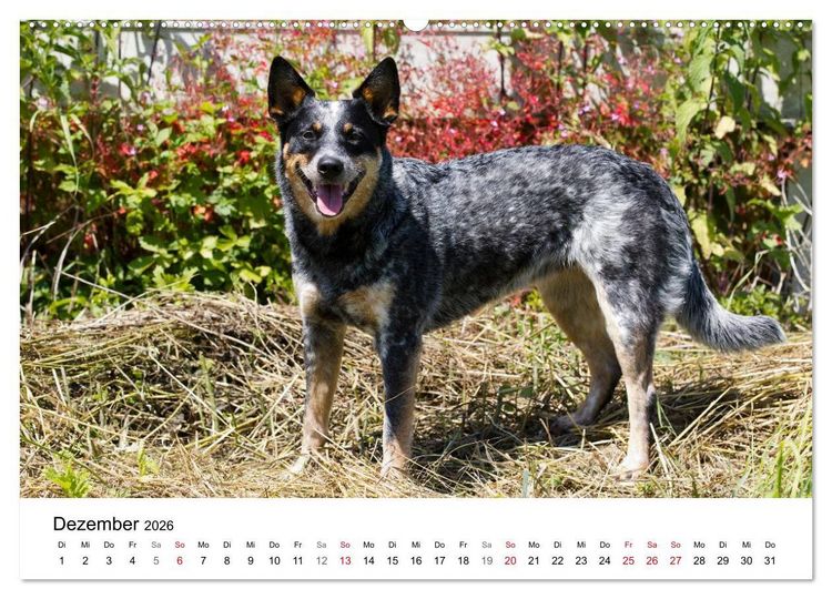 Produktbild: Faszinierende Australian Cattle Dogs (Wandkalender 2026 DIN A2 quer), CALVENDO Monatskalender