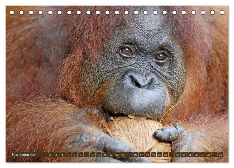 Produktbild: Waldmenschen - Orang Utans auf Borneo (Tischkalender 2026 DIN A5 quer), CALVENDO Monatskalender