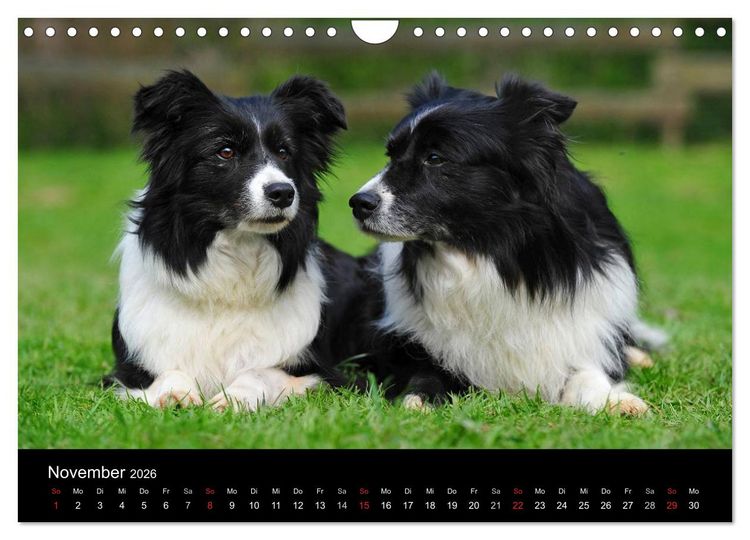 Produktbild: Border Collie 2026 (Wandkalender 2026 DIN A4 quer), CALVENDO Monatskalender