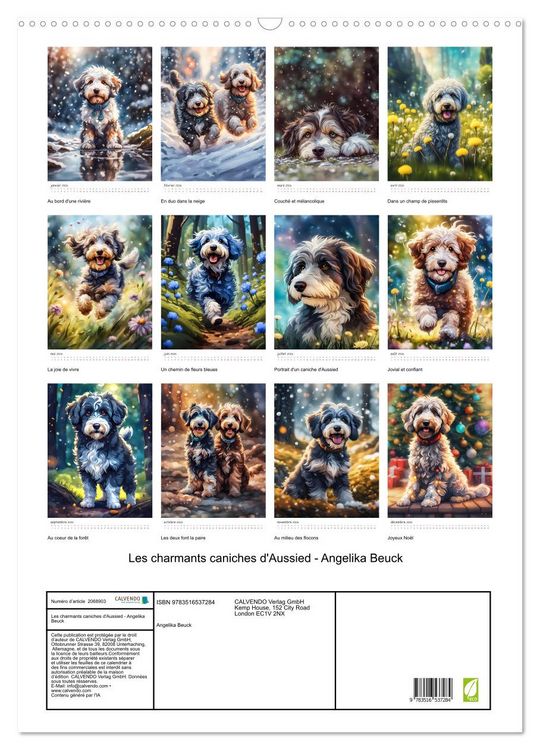 Produktbild: Les charmants caniches d'Aussied - Angelika Beuck (Calendrier mural 2026 DIN A2 horizontal), CALVENDO calendrier mensuel