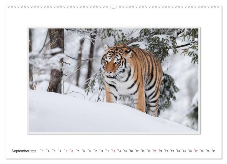 Produktbild: Emotionale Momente: Tiger - Kraft & Sch&ouml;nheit. / CH-Version (Wandkalender 2026 DIN A2 quer), CALVENDO Monatskalender