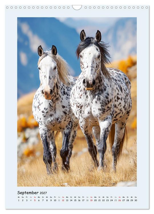 Produktbild: Der Appaloosa. Ein zuverl&auml;ssiges Westernpferd in bunter Optik (Wandkalender 2027 DIN A3 hoch), CALVENDO Monatskalender