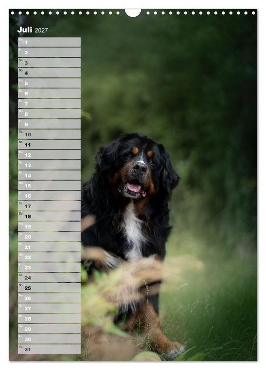 Produktbild: Berner Sennenhunde im Laufe der Jahreszeiten (Wandkalender 2027 DIN A3 hoch), CALVENDO Monatskalender