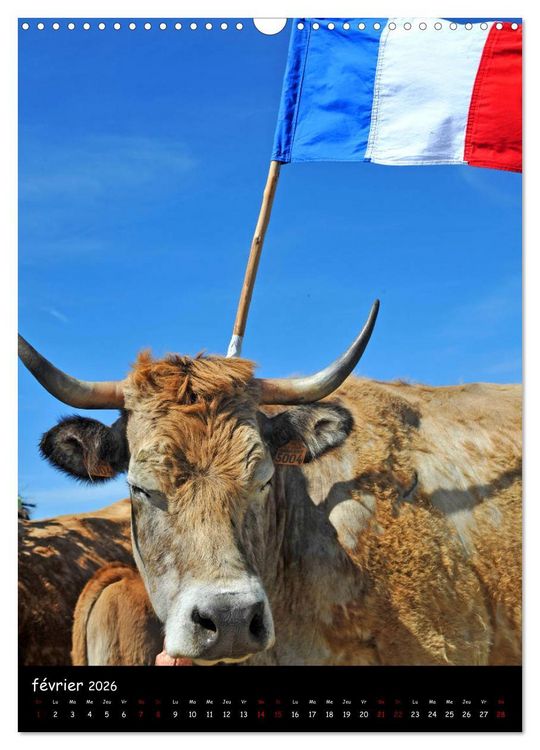 Produktbild: Vaches d'Aubrac (Calendrier mural 2026 DIN A3 horizontal), CALVENDO calendrier mensuel