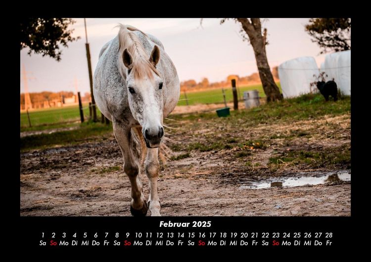 Produktbild: Die Welt der Pferde 2025 Fotokalender DIN A3