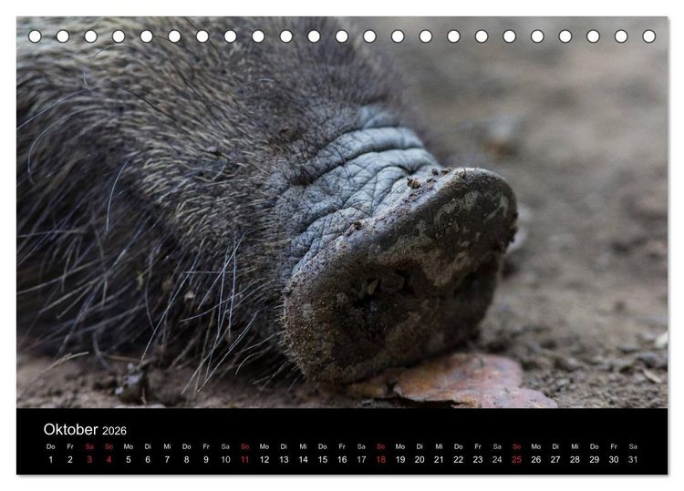 Produktbild: Wilde Wutzen. Das heimische Wildschwein (Tischkalender 2026 DIN A5 quer), CALVENDO Monatskalender