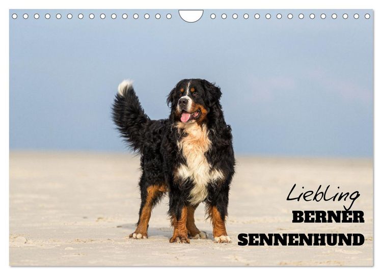 Produktbild: Liebling BERNER SENNENHUND (Wandkalender 2026 DIN A4 quer), CALVENDO Monatskalender