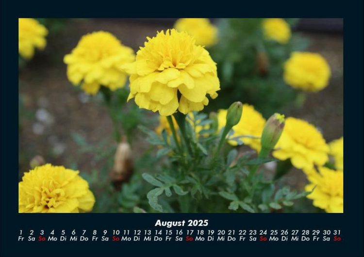 Produktbild: Blumenkalender 2025 Fotokalender DIN A4