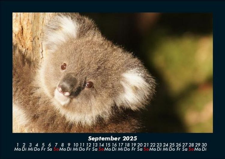 Produktbild: Koala 2025 Fotokalender DIN A5
