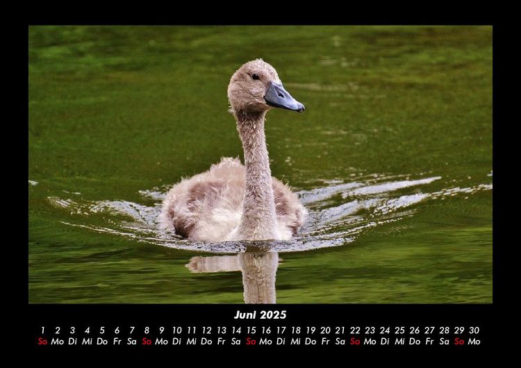 Produktbild: Welt der V&ouml;gel 2025 Fotokalender DIN A3