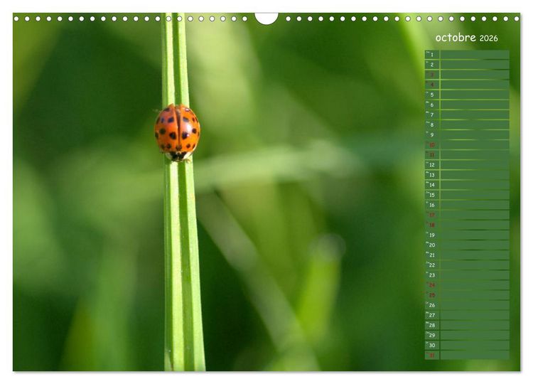 Produktbild: Coccinelles rouges &agrave; points noirs (Calendrier mural 2026 DIN A3 vertical), CALVENDO calendrier mensuel