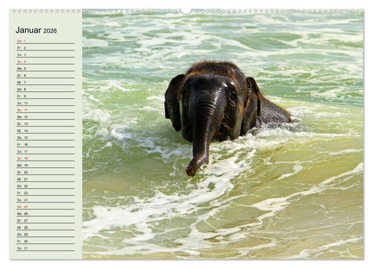 Produktbild: Elefanten. Badespa&szlig; am Strand (hochwertiger Premium Wandkalender 2026 DIN A2 quer), Kunstdruck in Hochglanz