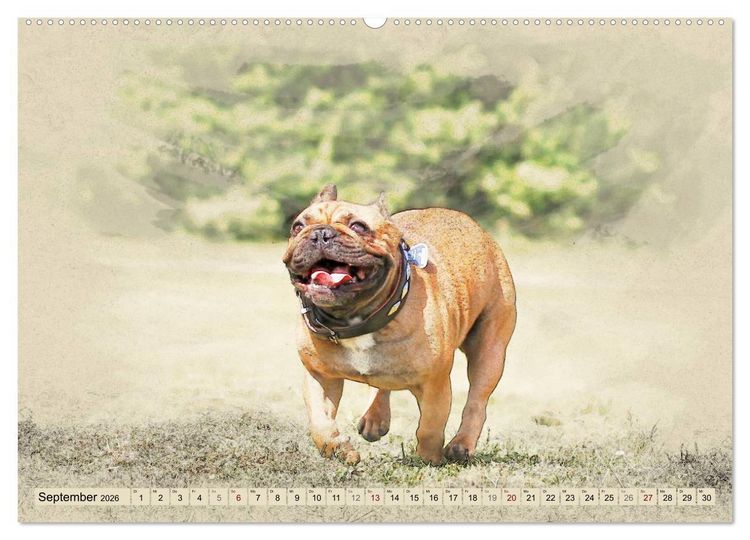 Produktbild: Franz&ouml;sische Bulldoggen 2026 (Wandkalender 2026 DIN A2 quer), CALVENDO Monatskalender