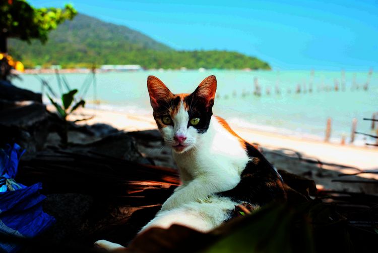 Produktbild: Katzen der Welt