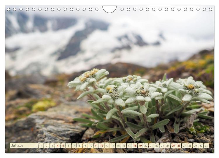 Produktbild: Edelwei&szlig; - Wahrzeichen der Alpen (Wandkalender 2026 DIN A4 quer), CALVENDO Monatskalender