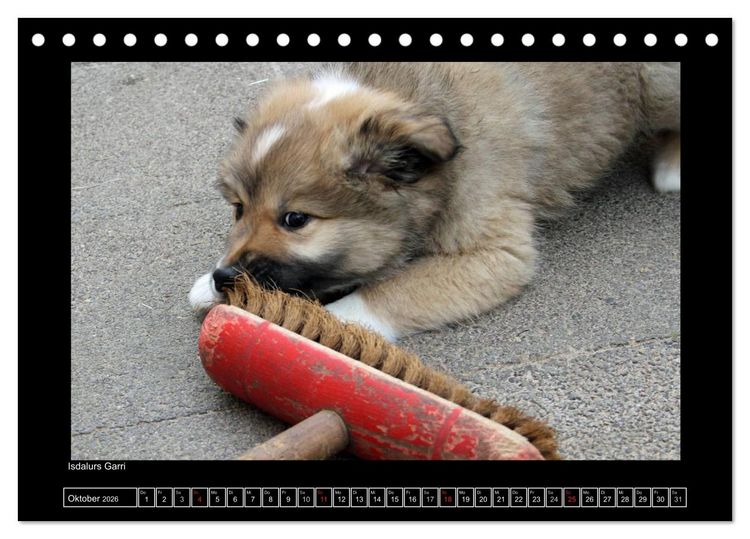 Produktbild: Islandhund - Welpen / CH-Version (Tischkalender 2026 DIN A5 quer), CALVENDO Monatskalender